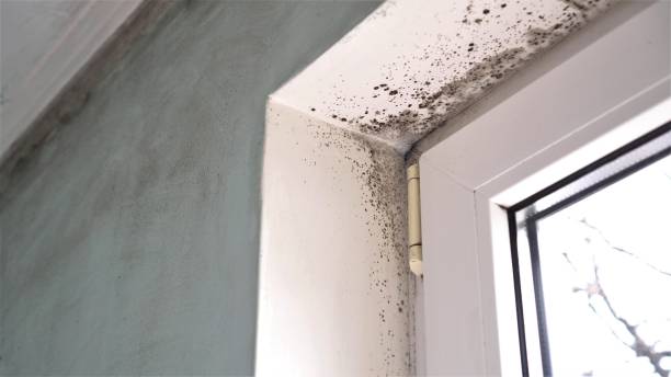 Best Emergency Mold Remediation in Orange Blossom, CA