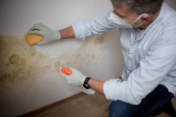 Best Black Mold Remediation in Orange Blossom, CA