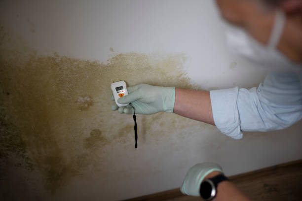 Best Kitchen Mold Remediation in Orange Blossom, CA