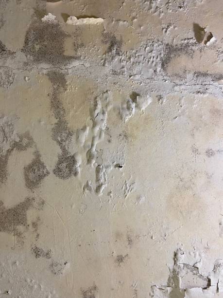 Best Crawl Space Mold Remediation in Orange Blossom, CA
